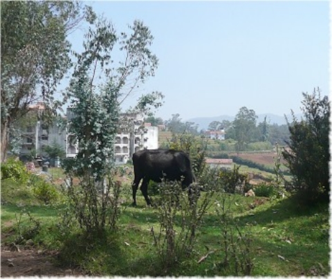 Images/tirupur3 136.jpg